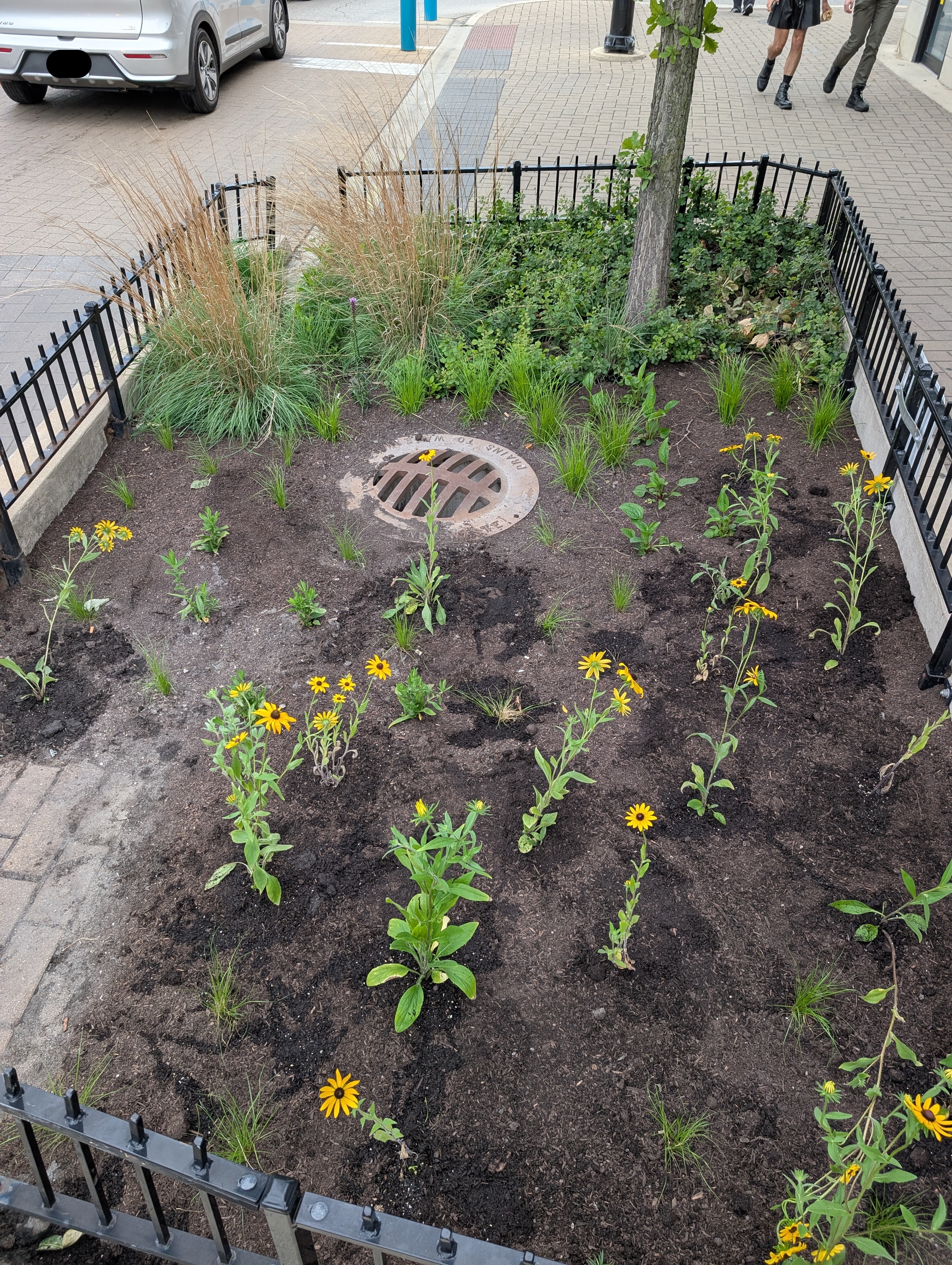 image depicting bioswale planted with 5 prairie native speccies, showcasing the flowering Rudbeckia hirta